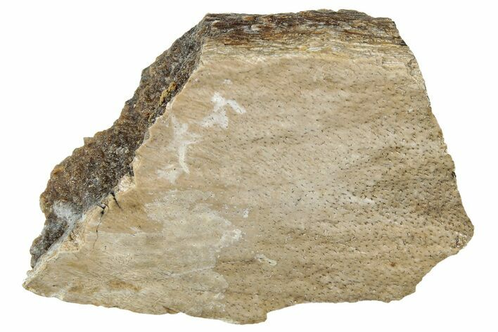 Fossil Tyrannosaur (T rex) Bone Section - Wyoming #313980